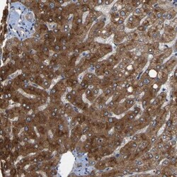 RGP1 Antibody, Novus Biologicals:Antibodies:Primary Antibodies